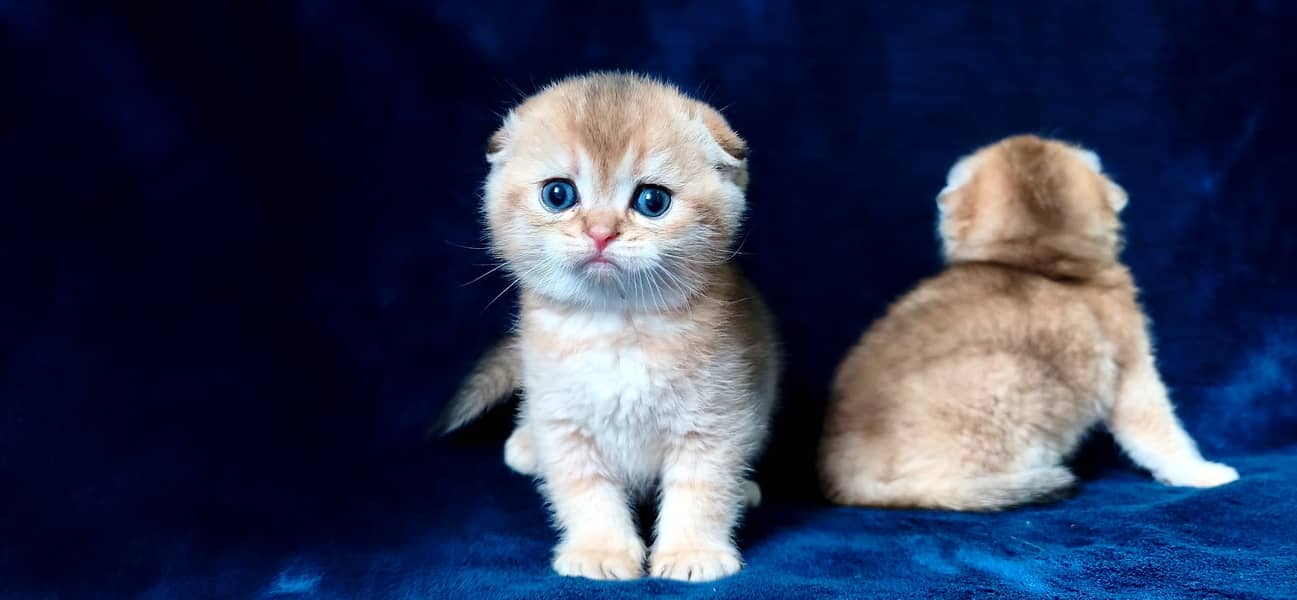 Scottish fold 1