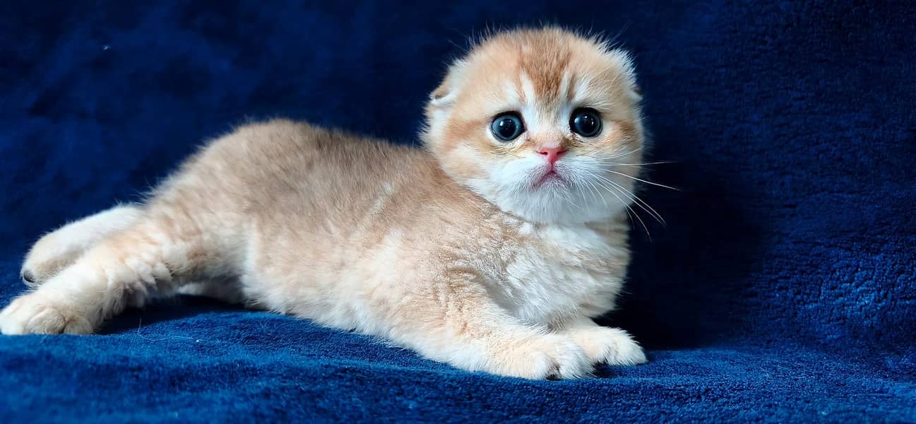 Scottish fold 2