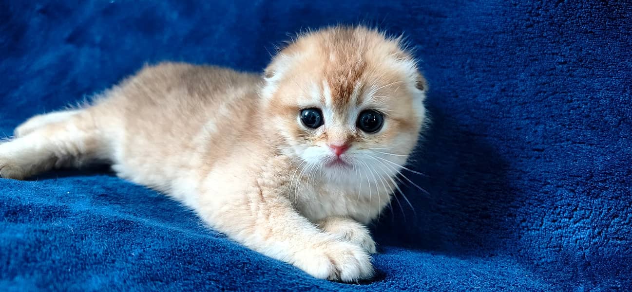 Scottish fold 3
