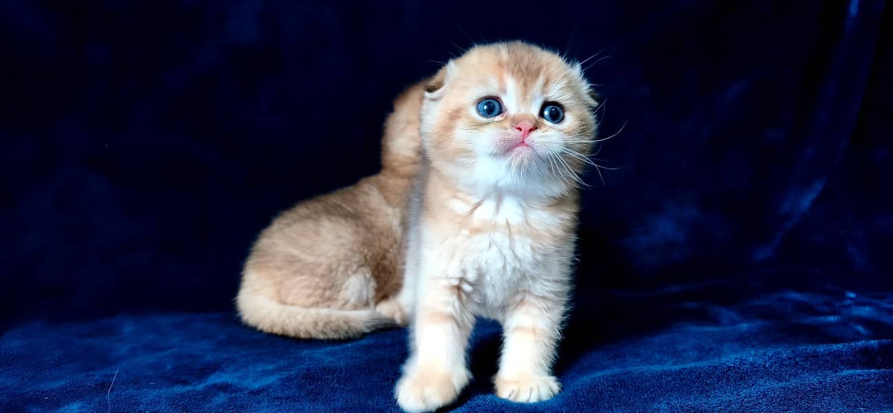 Scottish fold 4