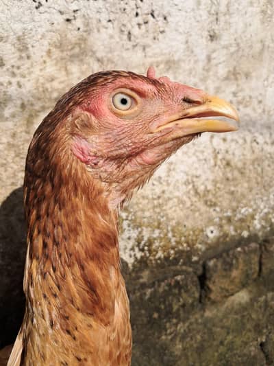 aseel murghi sath 7 chuzay ,video mil jaye gi whatsapp per