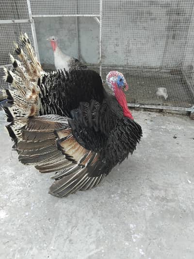 breeder pair with 3 chicks