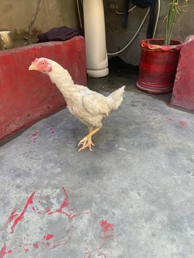 peper with hera aseel