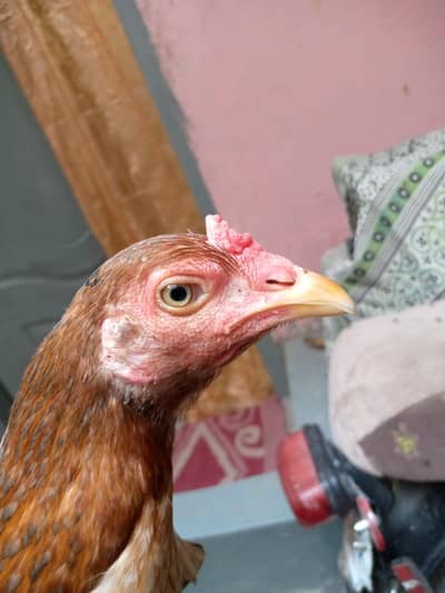 boht achi murgi hy Andy deti hy