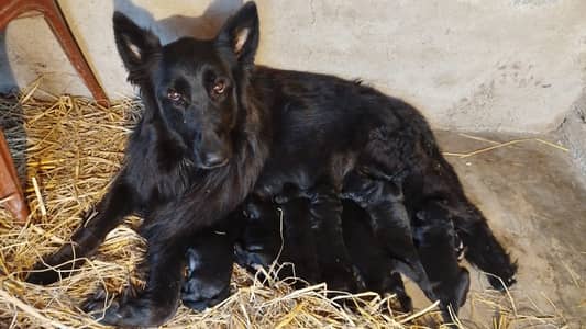 German Shepherd | Black Shepherd Pupps | Puppies | Black GSD Pupps