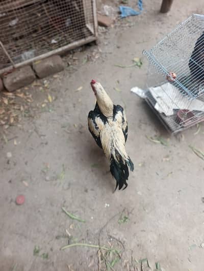 aseel morgra for sale