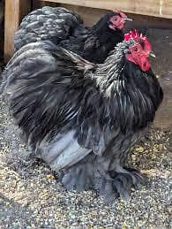 blue cochine bantam eggs available fresh