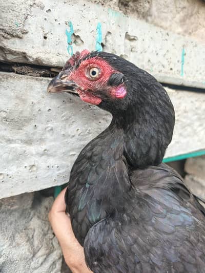 High Quality Bengum Females Pathiya