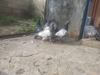 Teddy bachy for sale