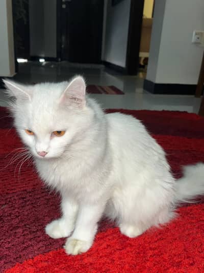Persian Female cat