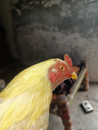 aseel Murga Hai Shahdara