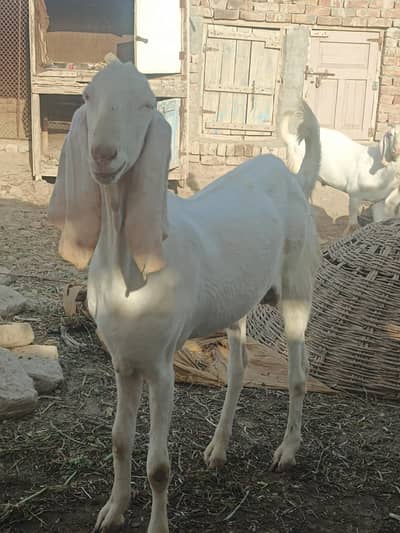 Bakra