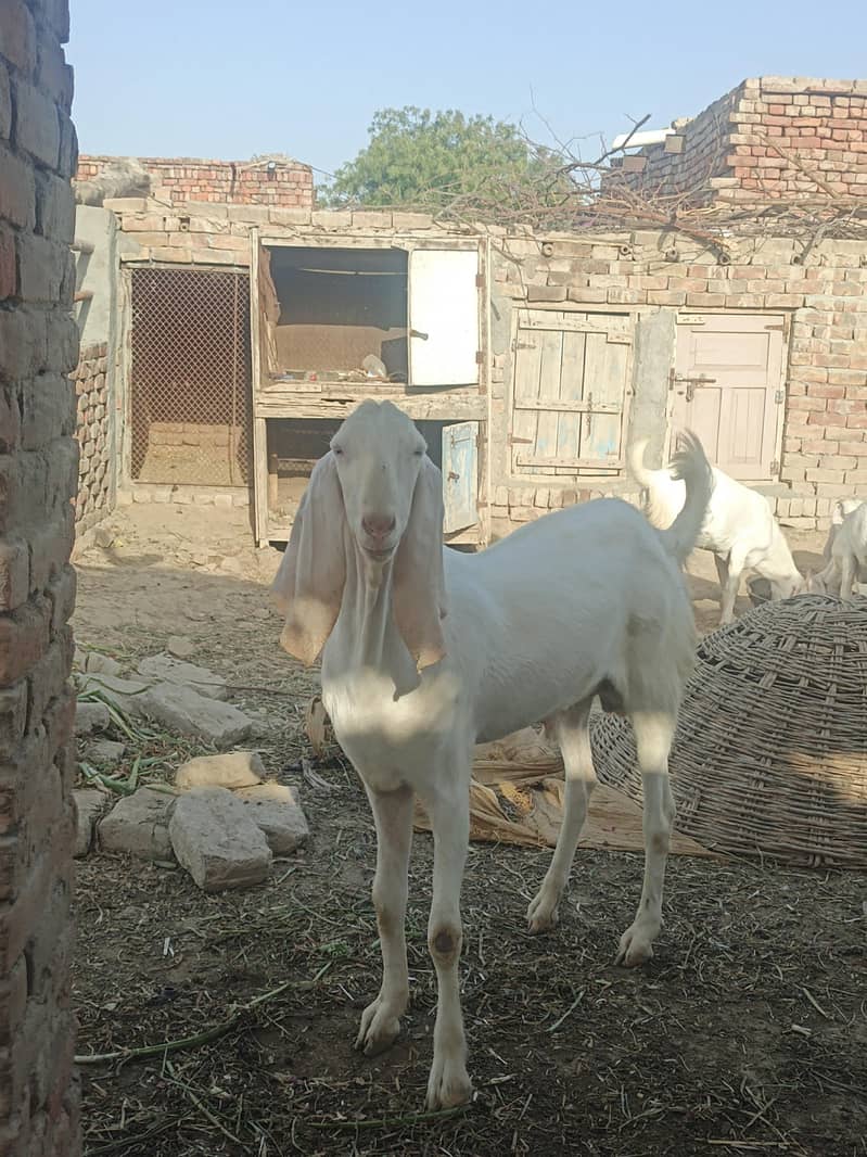 Bakra 1