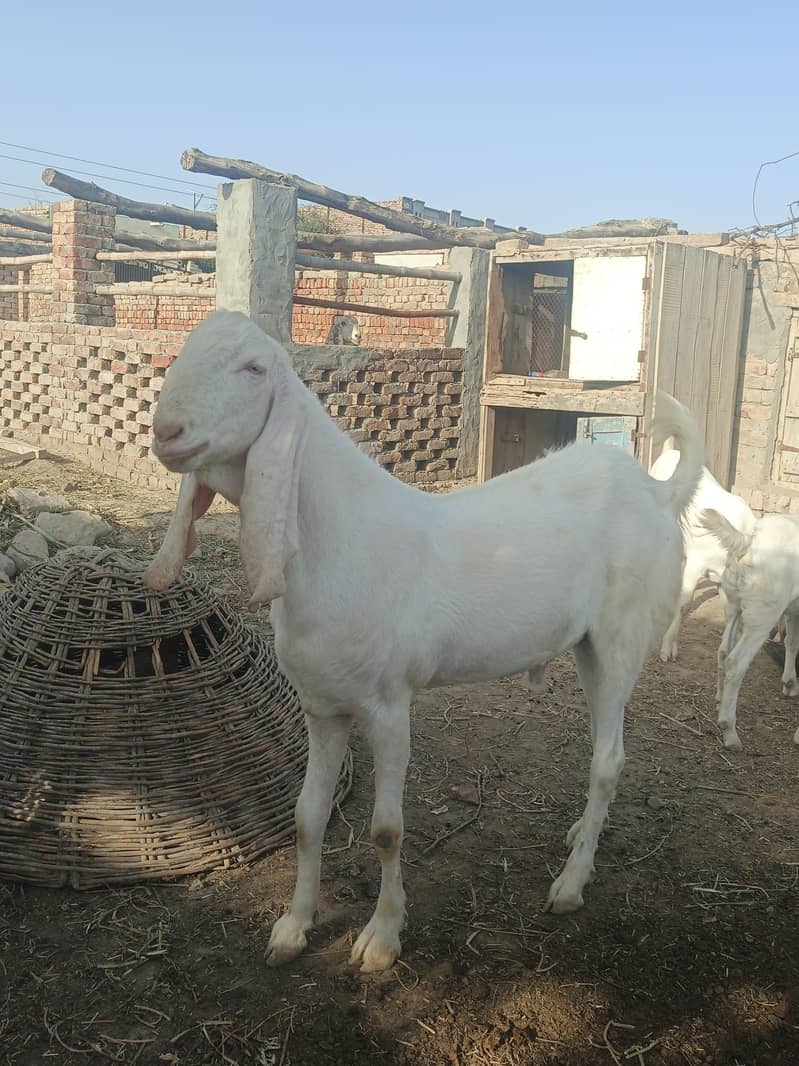Bakra 2