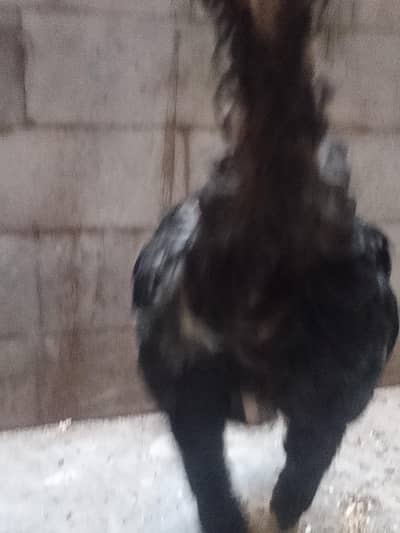 aseel 9 month chicks