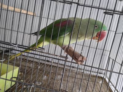 Breader pair of kashmiri raw talking