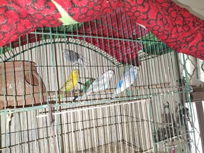 6 australian parrot per piece price 500