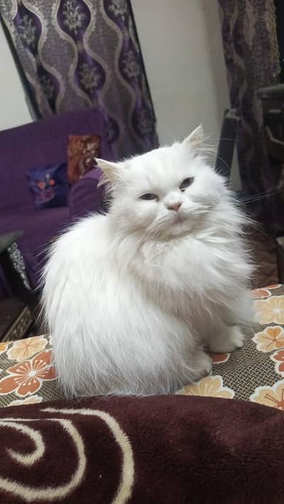Persian cat