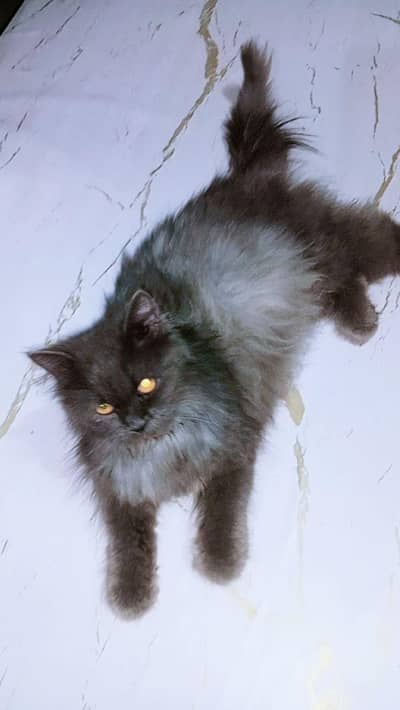 Grey Persian Cat – Very Friendly & Active