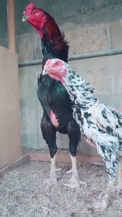 O Shamo Breeder Pair | Single Male\Female | Chicks