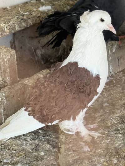 Frill Pigeon with brwon shoulder