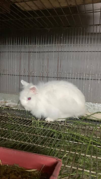 teadybear dwarf White blue eyes breeder female