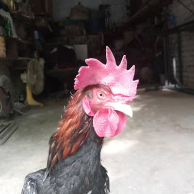 bangam lakha12 manth home breed