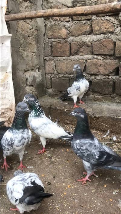 Aseel pathay high fly