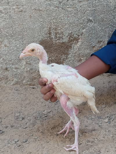 aseel chicks and desi chicks for sale