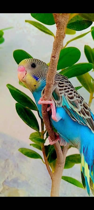 Healthy & Breeder Parrots For Sale