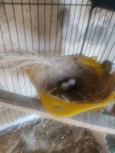 Diamond Dove and Love birds pair for sale