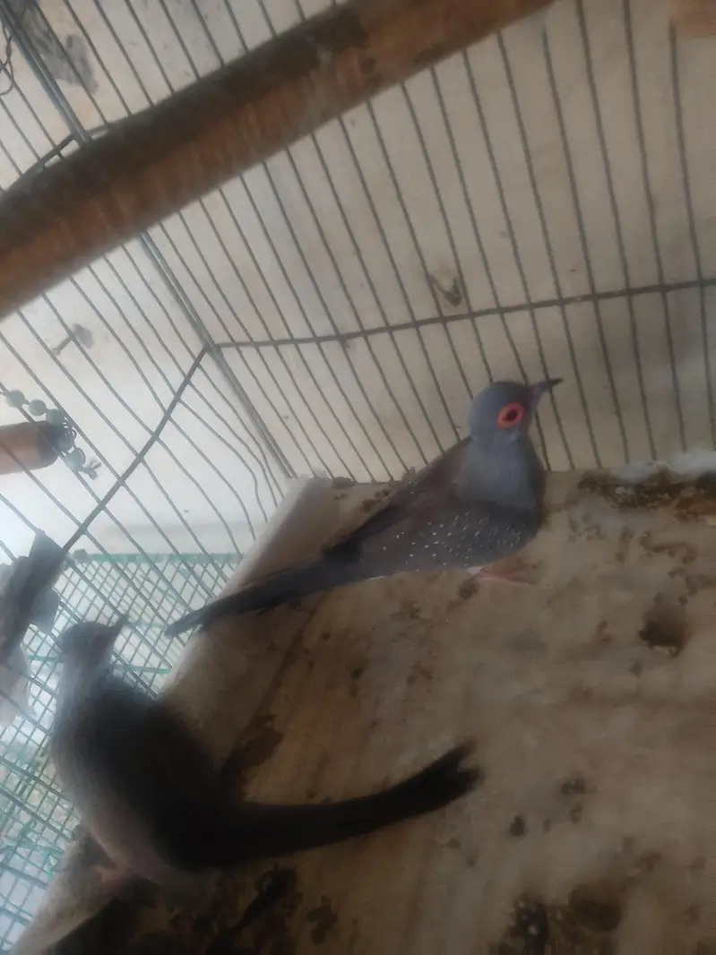 Diamond Dove and Love birds pair for sale — photo 2
