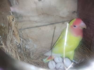 Diamond Dove and Love birds pair for sale