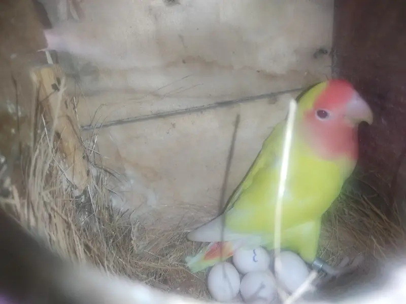 Diamond Dove and Love birds pair for sale — photo 3
