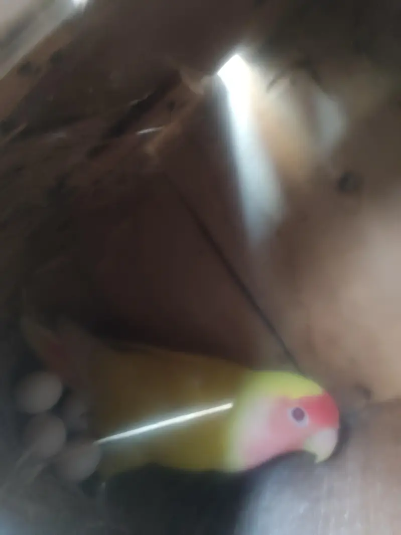 Diamond Dove and Love birds pair for sale — photo 4