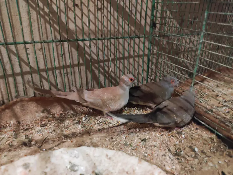 Diamond Dove and Love birds pair for sale — photo 5