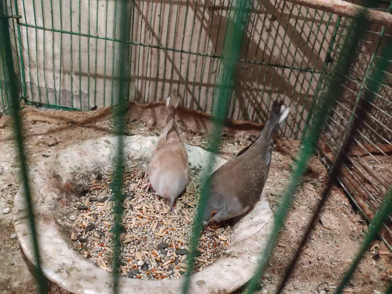 Diamond Dove and Love birds pair for sale — photo 6