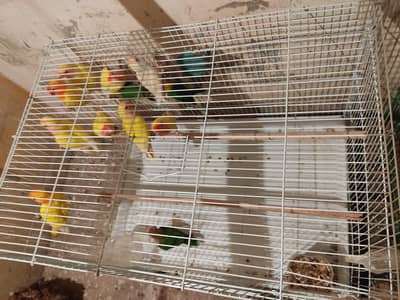 Lovebirds For Sale