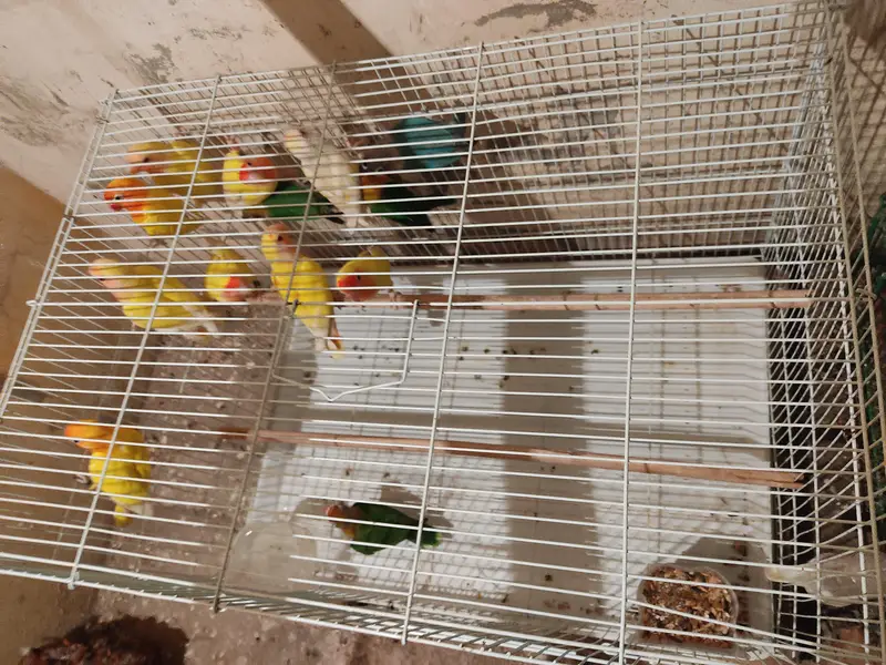 Diamond Dove and Love birds pair for sale — photo 7