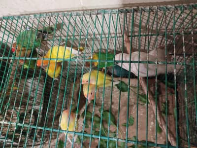 Lovebirds For Sale