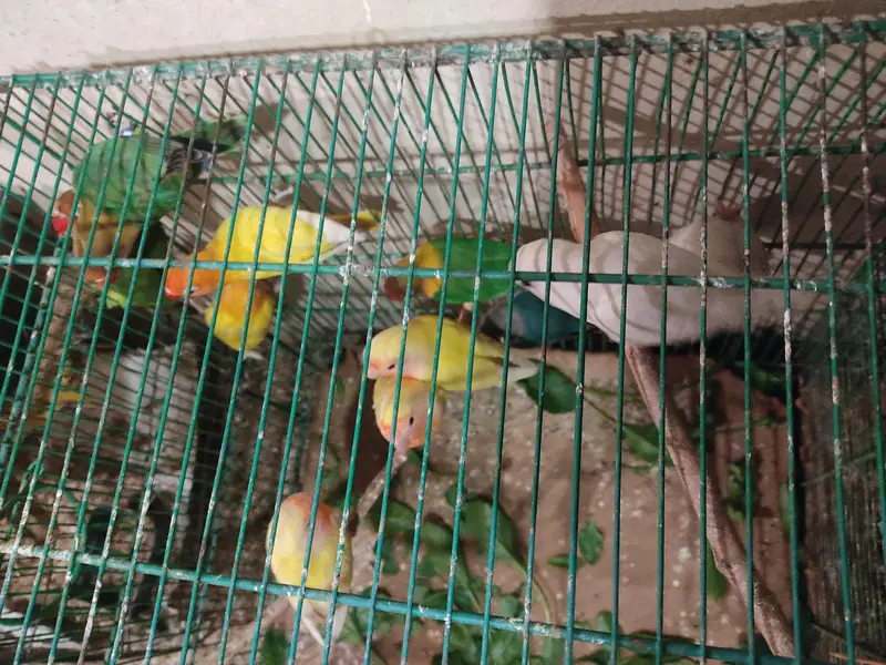 Diamond Dove and Love birds pair for sale — photo 8