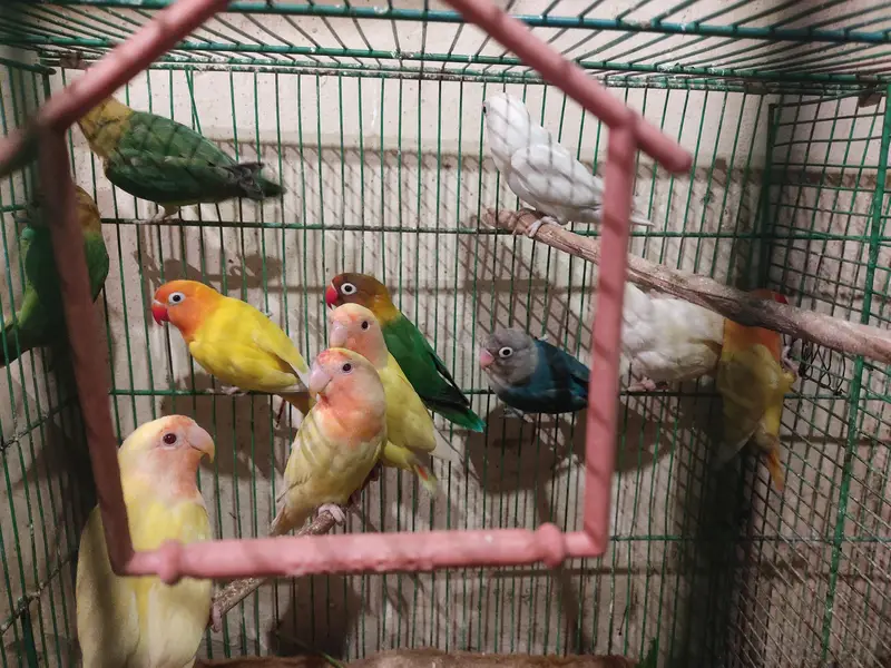 Diamond Dove and Love birds pair for sale — photo 9