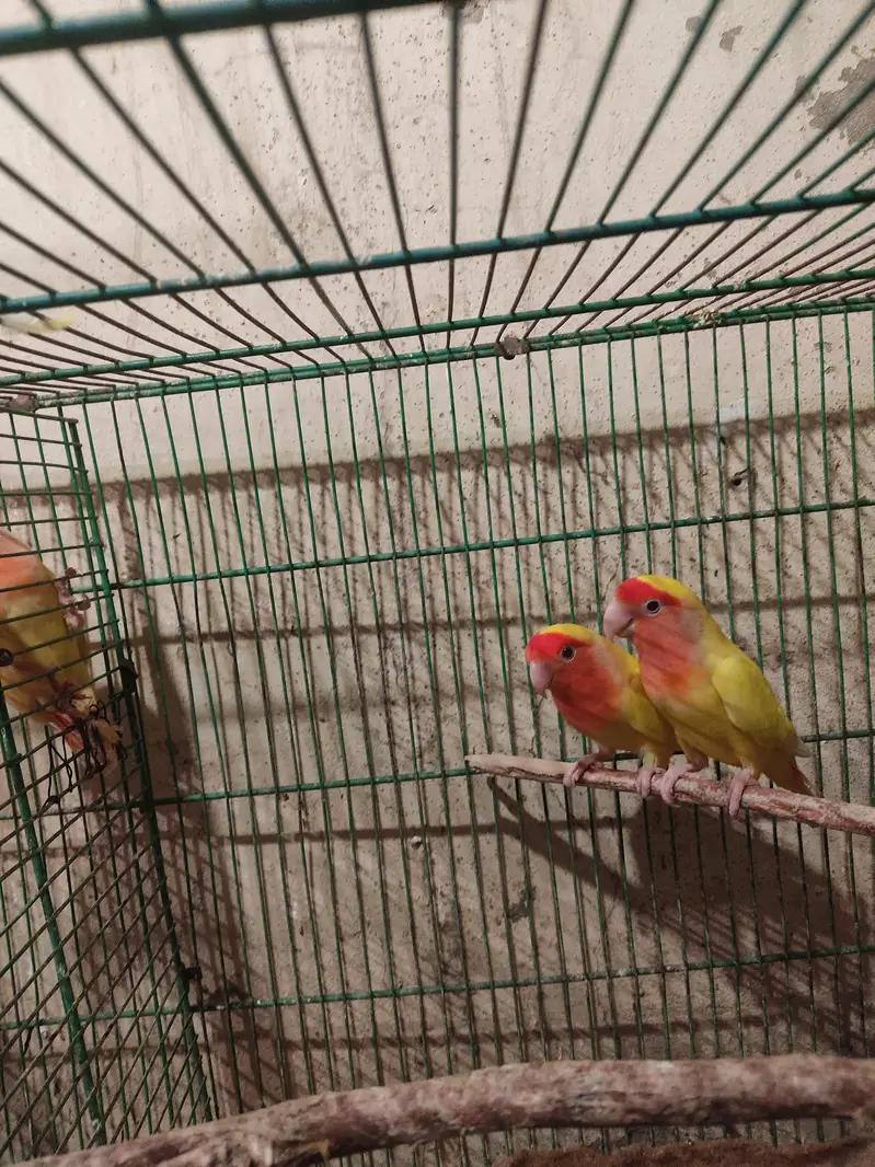 Diamond Dove and Love birds pair for sale — photo 10