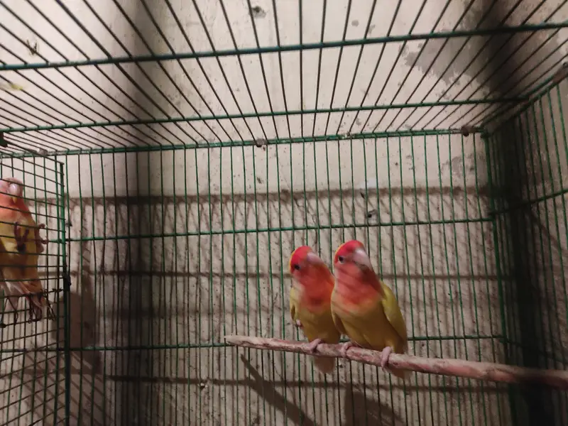 Diamond Dove and Love birds pair for sale — photo 11