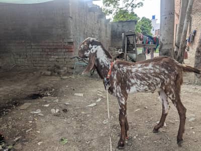 Healthy Male Goat for Sale – Brown & White desi bakra