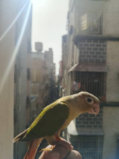 PINEAPPLE CUNORE SEMI TAME