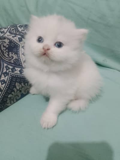 Persian kitten