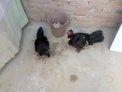 breaker moscovy duck  mug