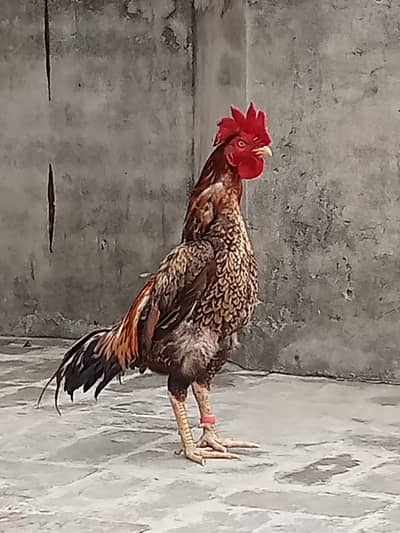 Aseel bengum for sell