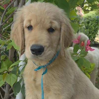 Special Weekend Offer - Premium Golden Retriever Puppies
